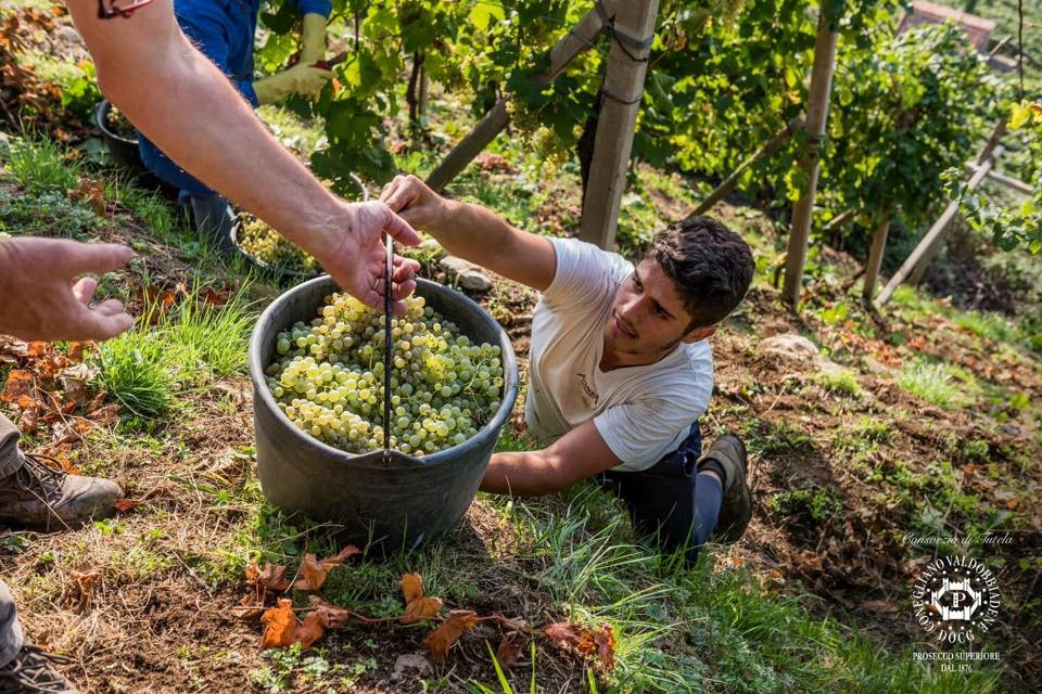 Vendemmia 2016 | una Annata a tutto Veneto